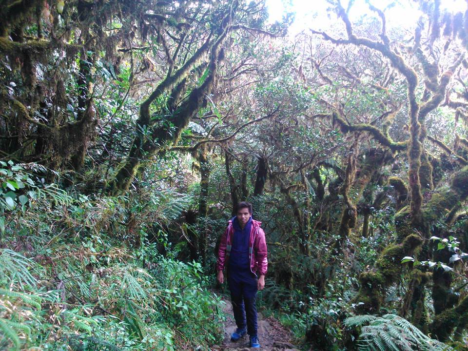 mossy forest of Mt. Pulag