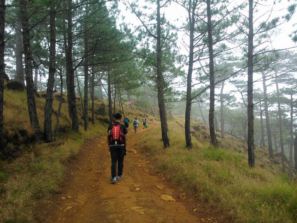 pine-forested trail of Mt. Tapulao