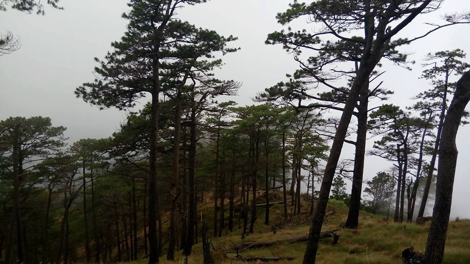 pine trees of Mt. Tapulao