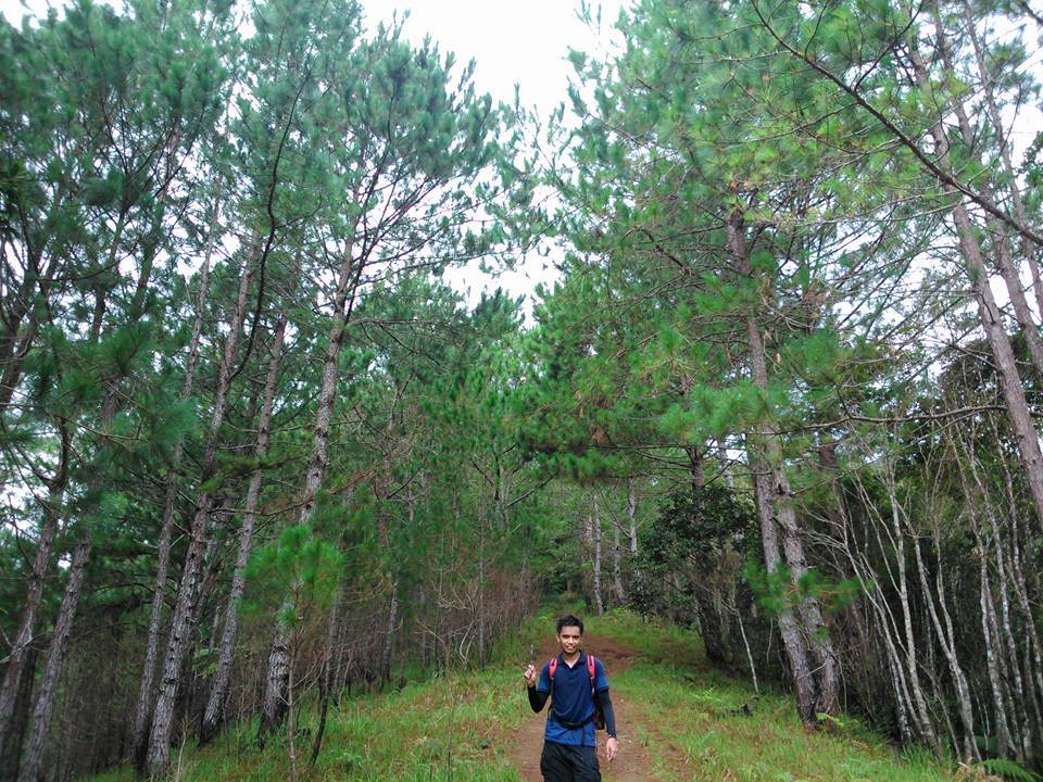 Mt. Ugo pine trees