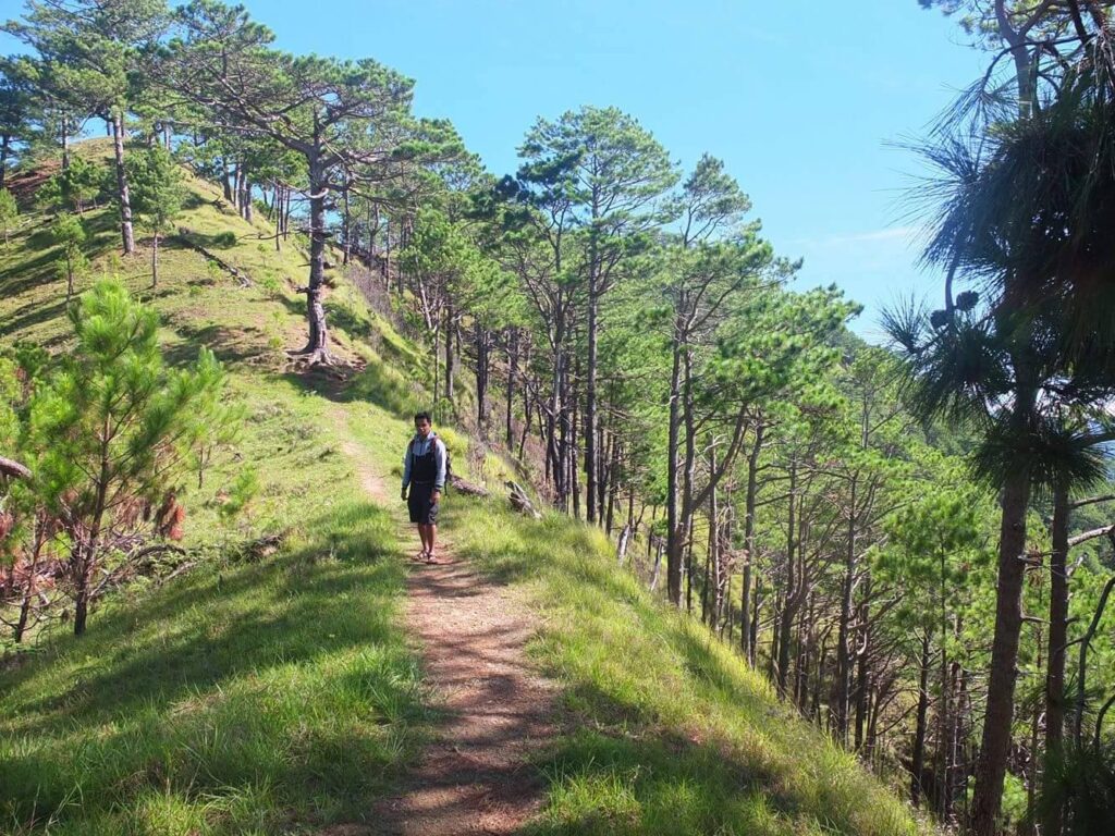 pine trails of Mt. Ugo traverse