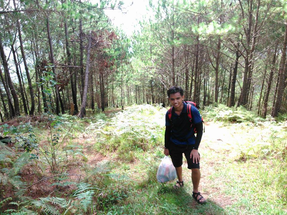 pine forested trail of Mt. Ugo