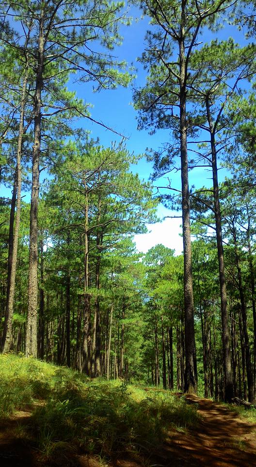 Pine trees of Mt. Ugo