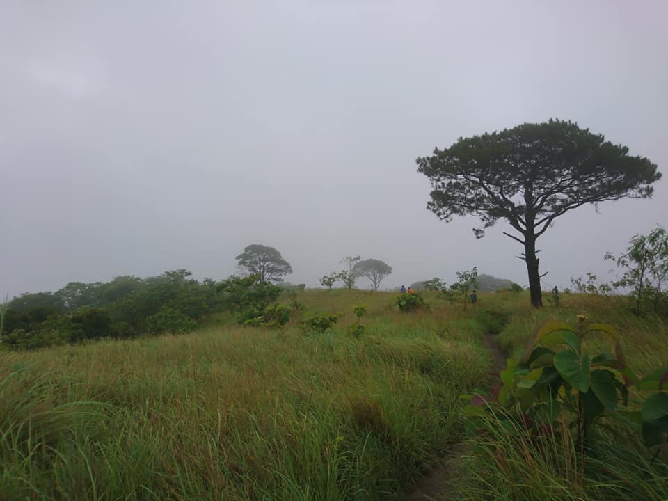 grassland of Mt. 387