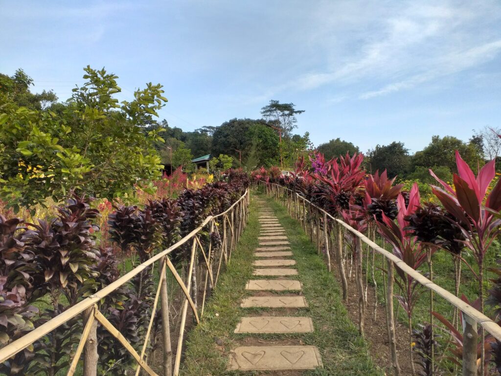 flowers of Lambingan Hills
