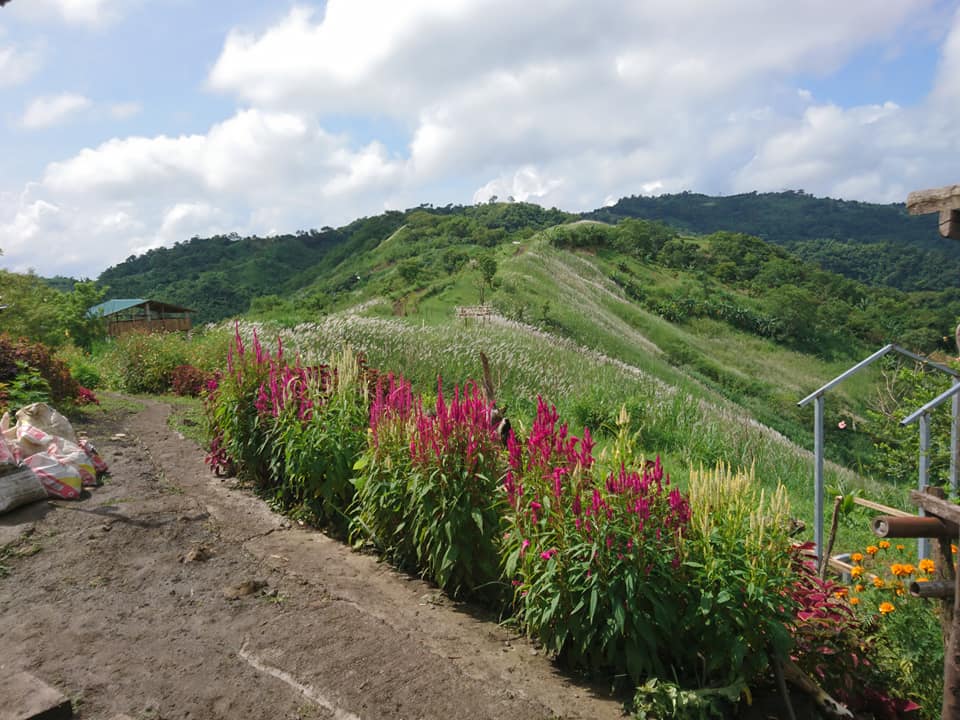 flowers of Mt. Gulod