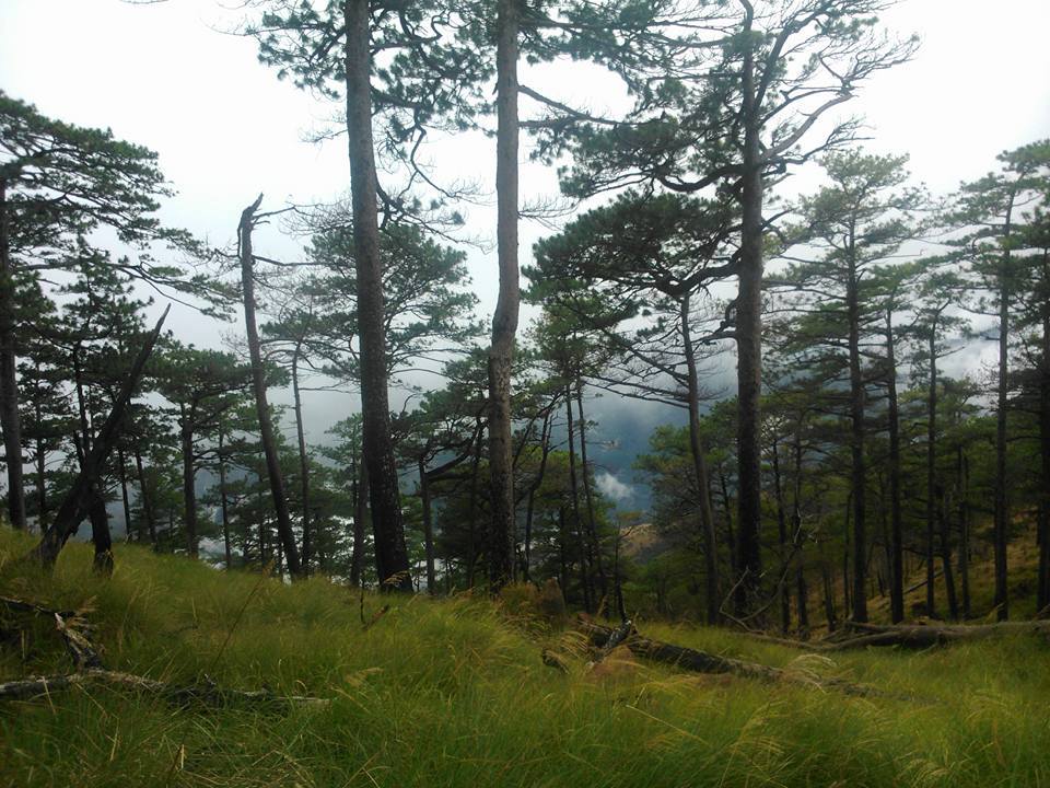Mt. Tapulao pine trees