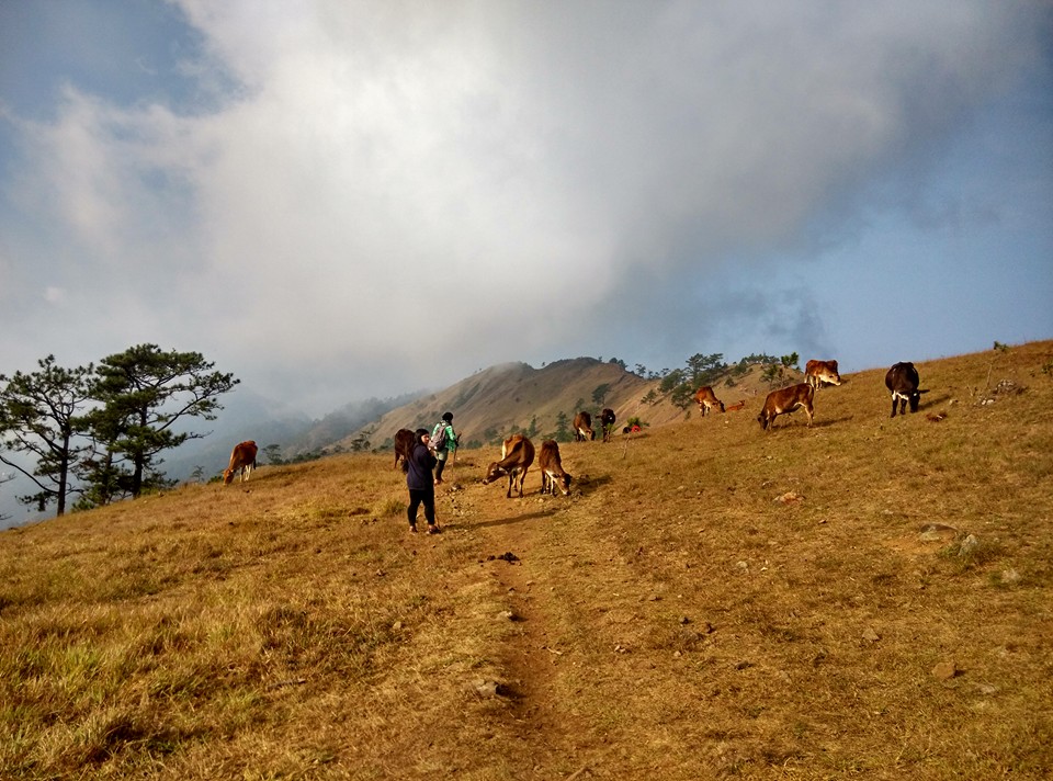 grassland area