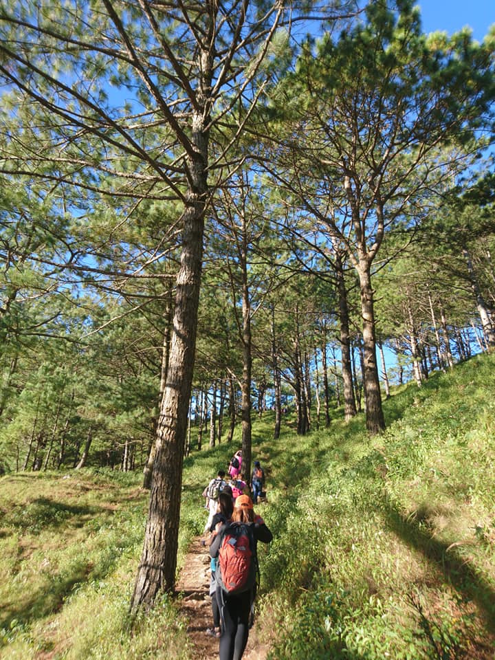 hiking along with the pine trees
