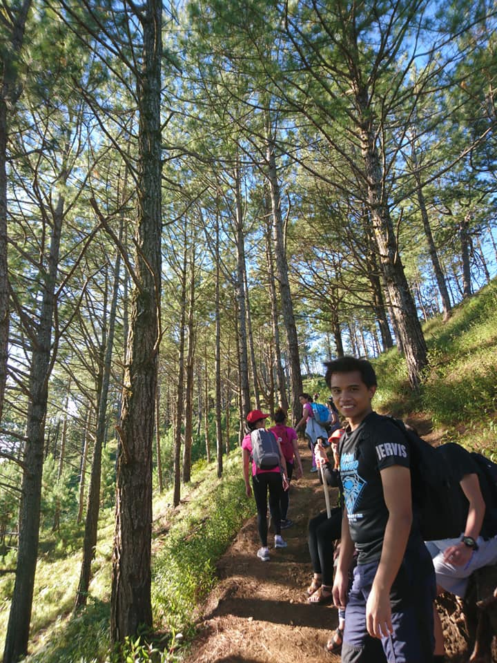 pine trees of Mt. Ulap