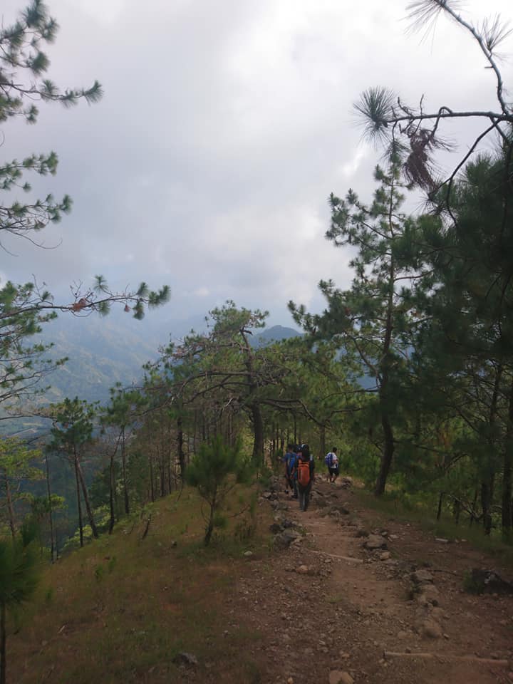 pine forest view