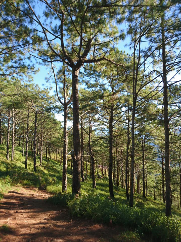 Pine forest trail