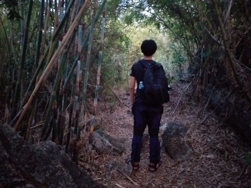 bamboo native forest trail