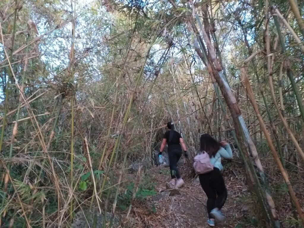 bamboo native trail