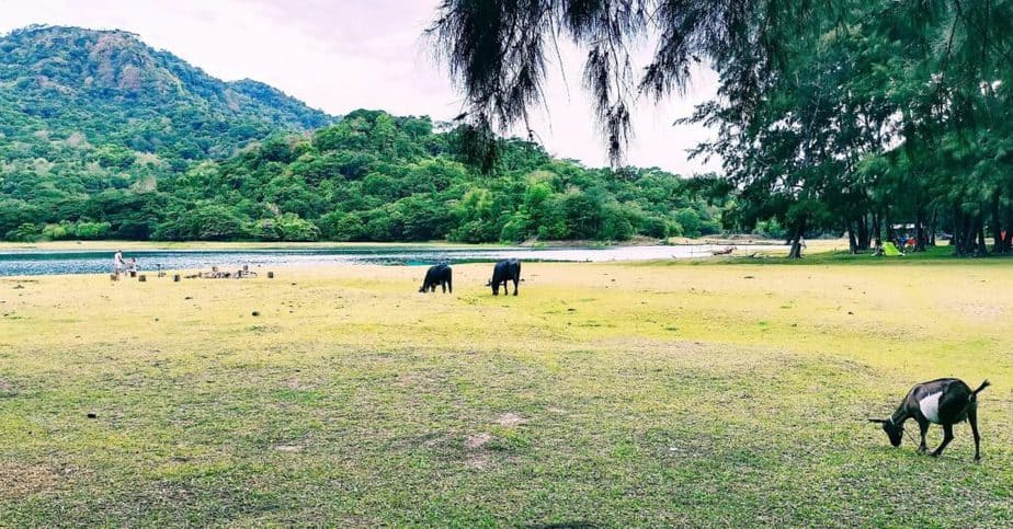 green pastures of Zambales