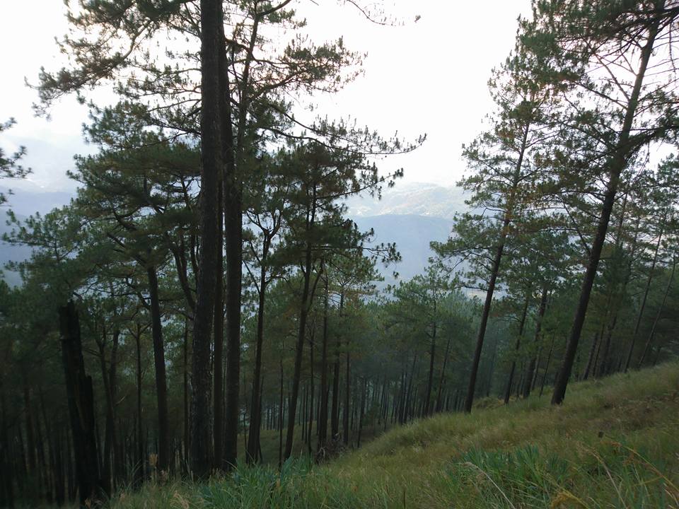 Mt. Purgatory pine trees