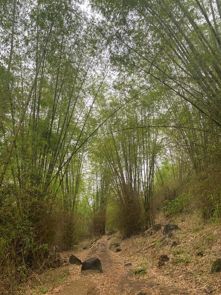 bamboo forest of Mt. Tagapo