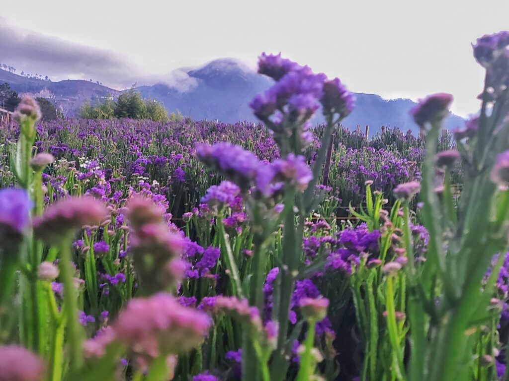 flowers and plants of Northern Blossom Flower Farm