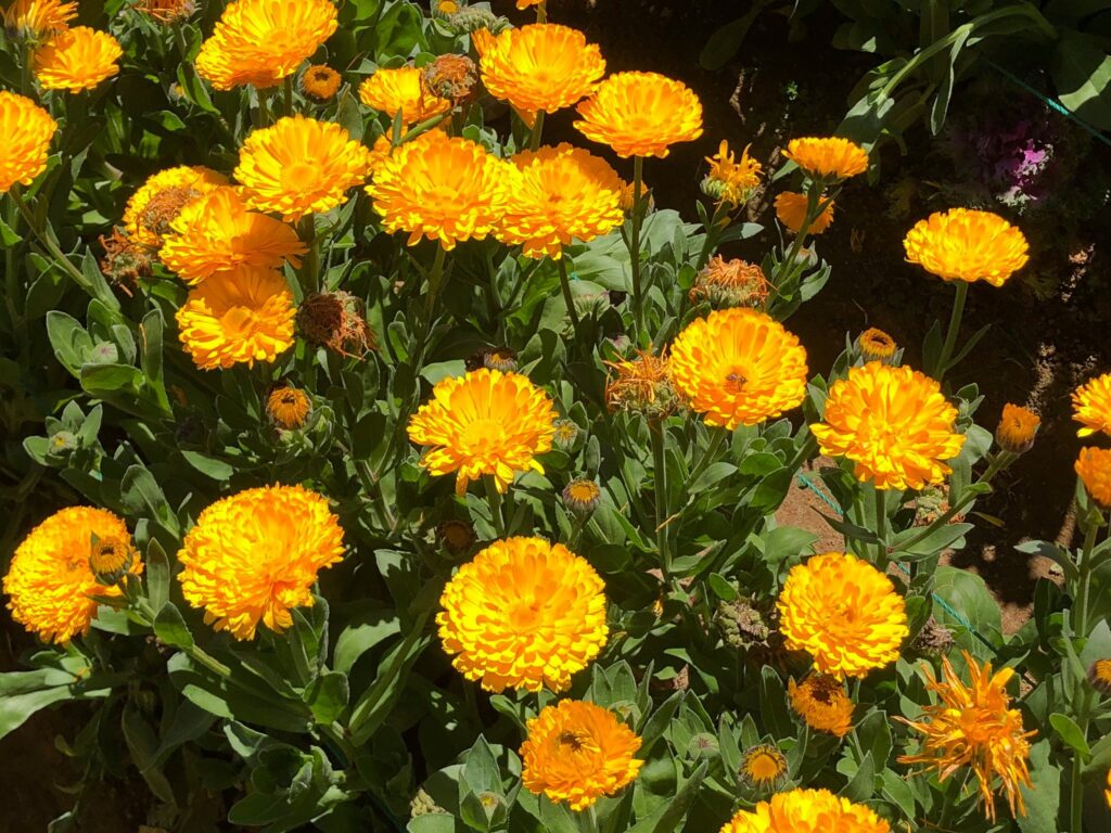 sunflowers of Northern Blossom