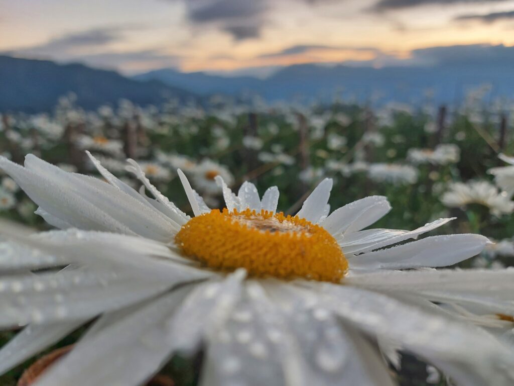 sunflowers