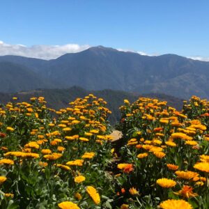 Northern Blossom Flower Farm