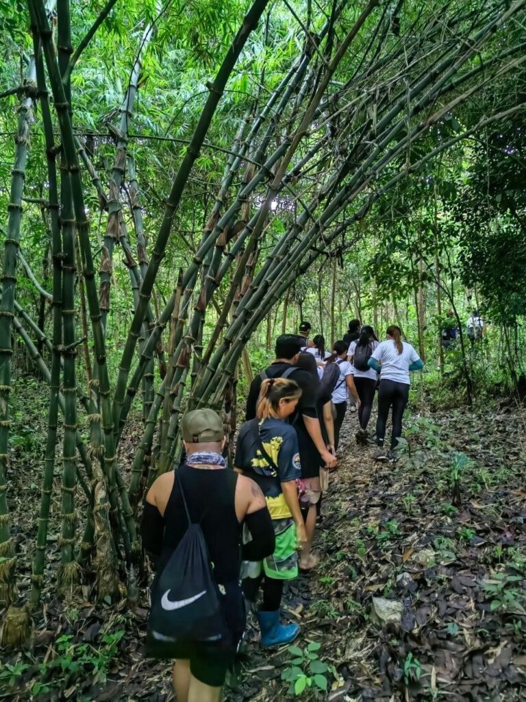 hiking along the bamboo forested trail
