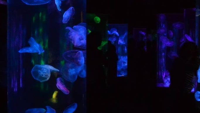 Jellies Exhibit