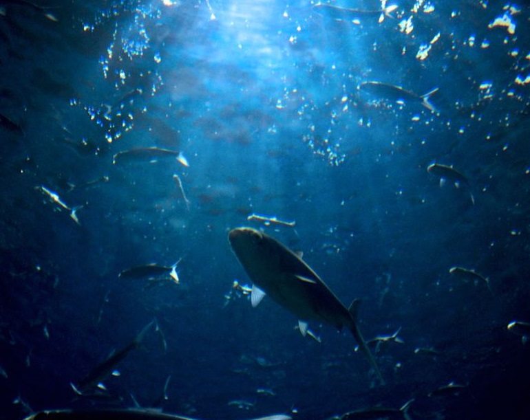 Oceanarium