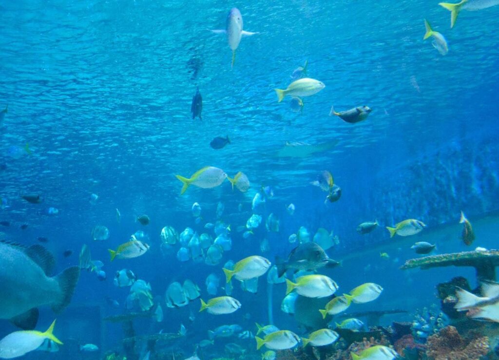 fish aquarium at Manila Ocean Park