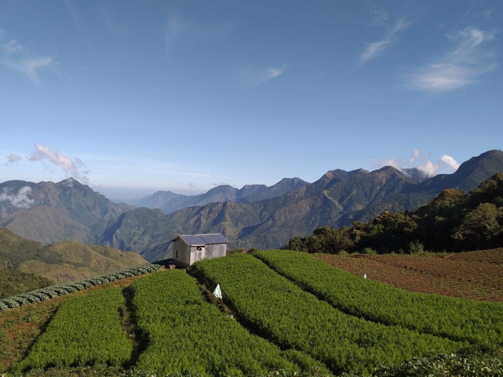 vegetable plantation with the view of mountain range