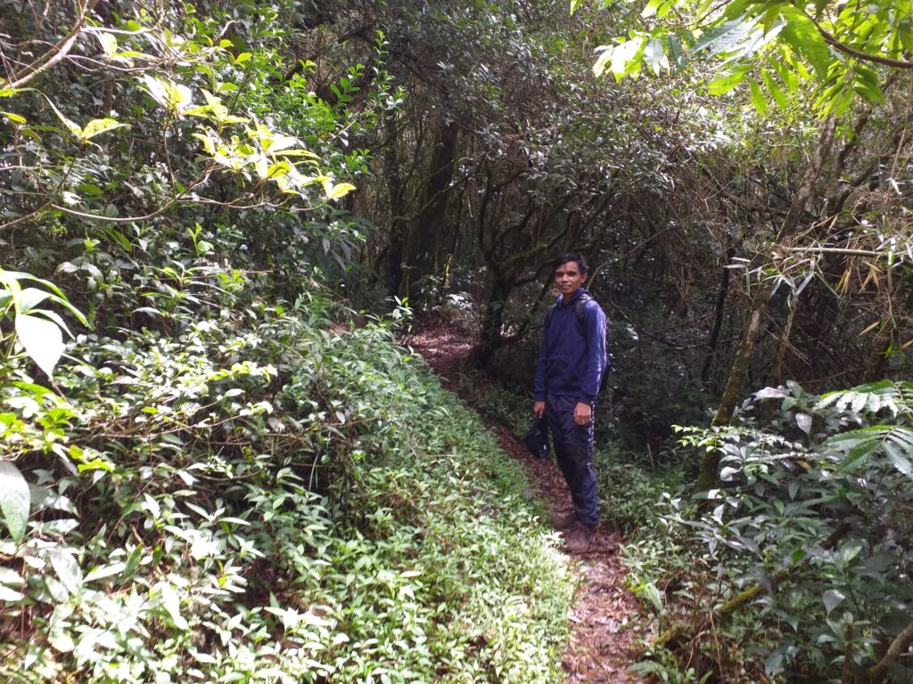 mossy forest of Mt. Tenglawan
