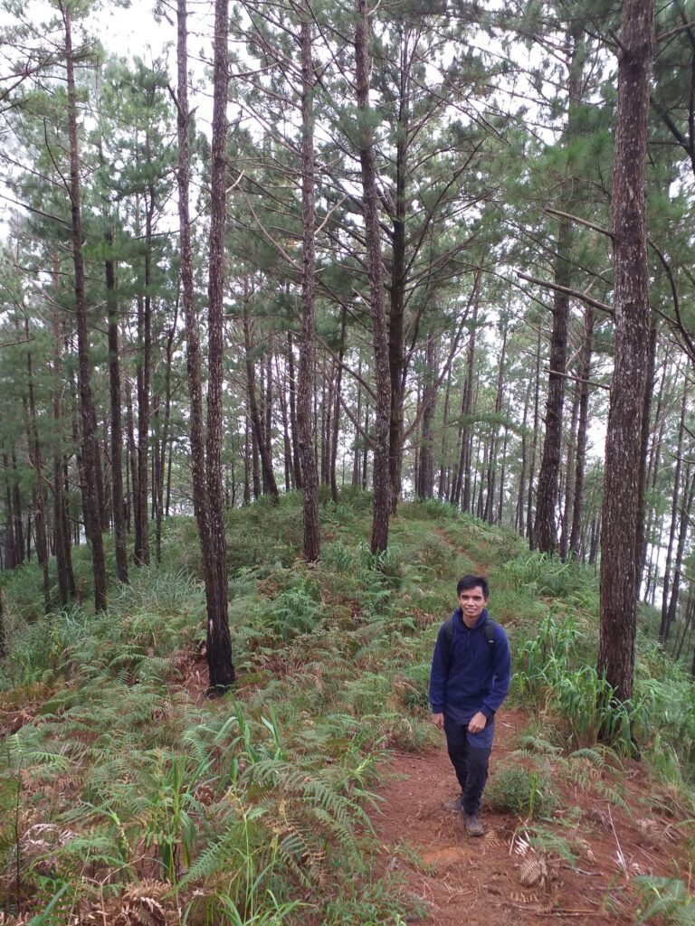 pine forested trail of Mt. Tenglawan