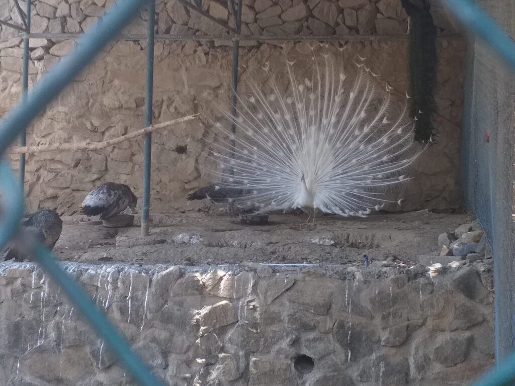 peacock inside the Baluarte Zoo