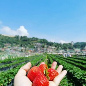 La Trinidad Strawberry Farm