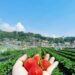 La Trinidad Strawberry Farm