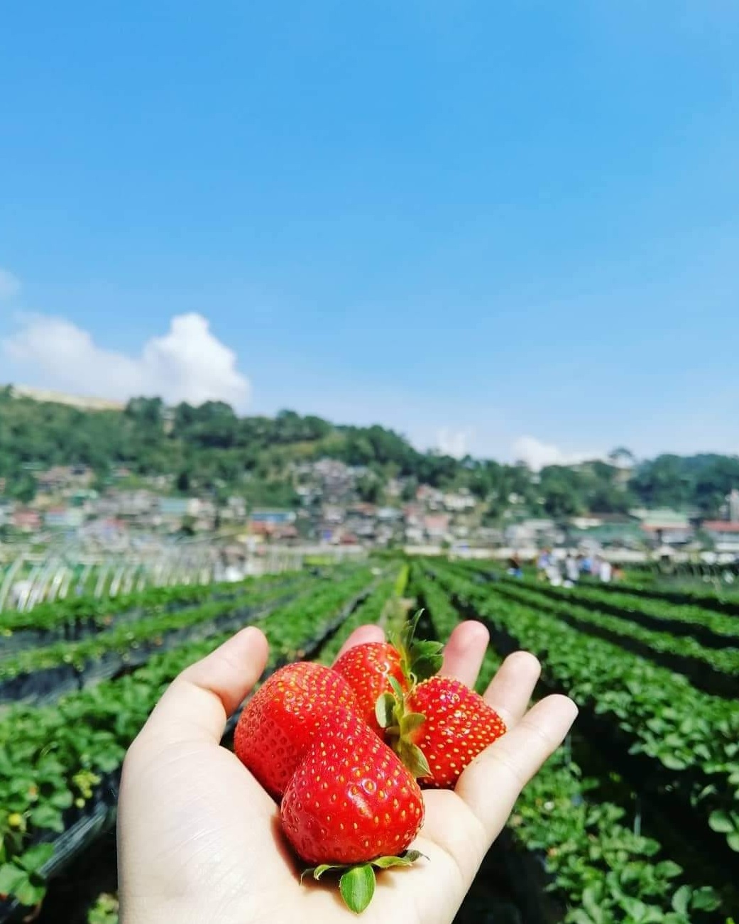 Strawberry Farm Near Chikkaballapur At Lester Shippy Blog
