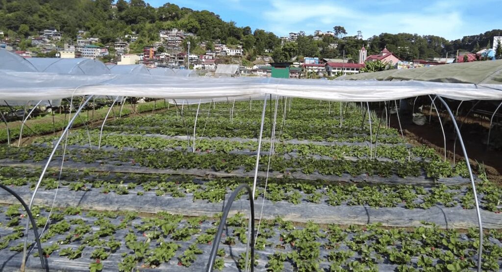 La Trinidad Strawberry Farm