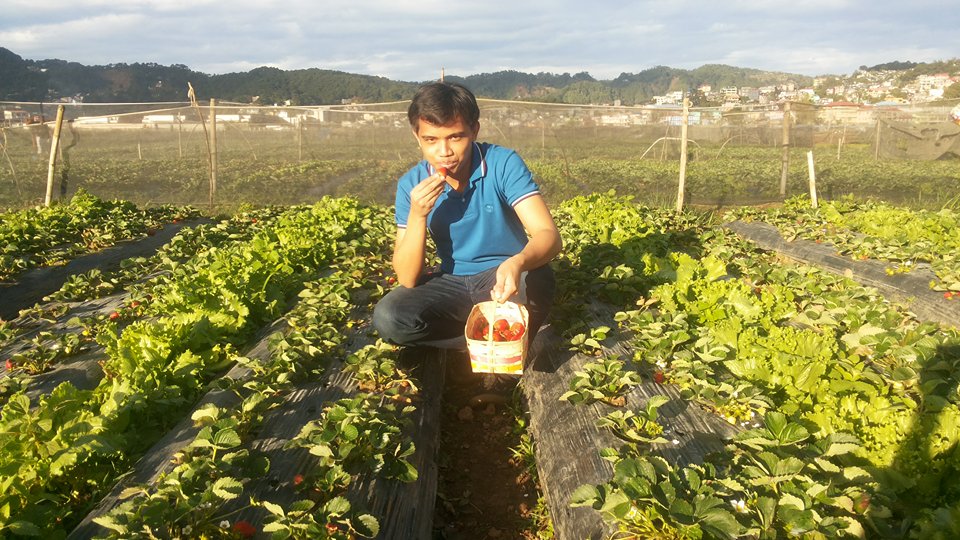 strawberry picking at La Trinidad Strawberry Farm