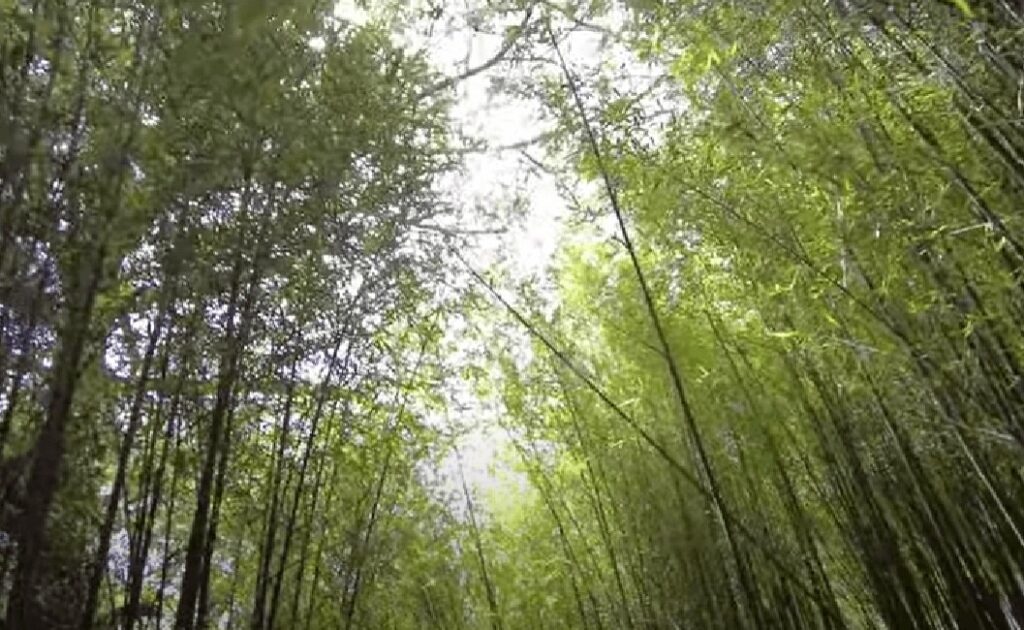 Mirador Arashiyama Bamboo Grove