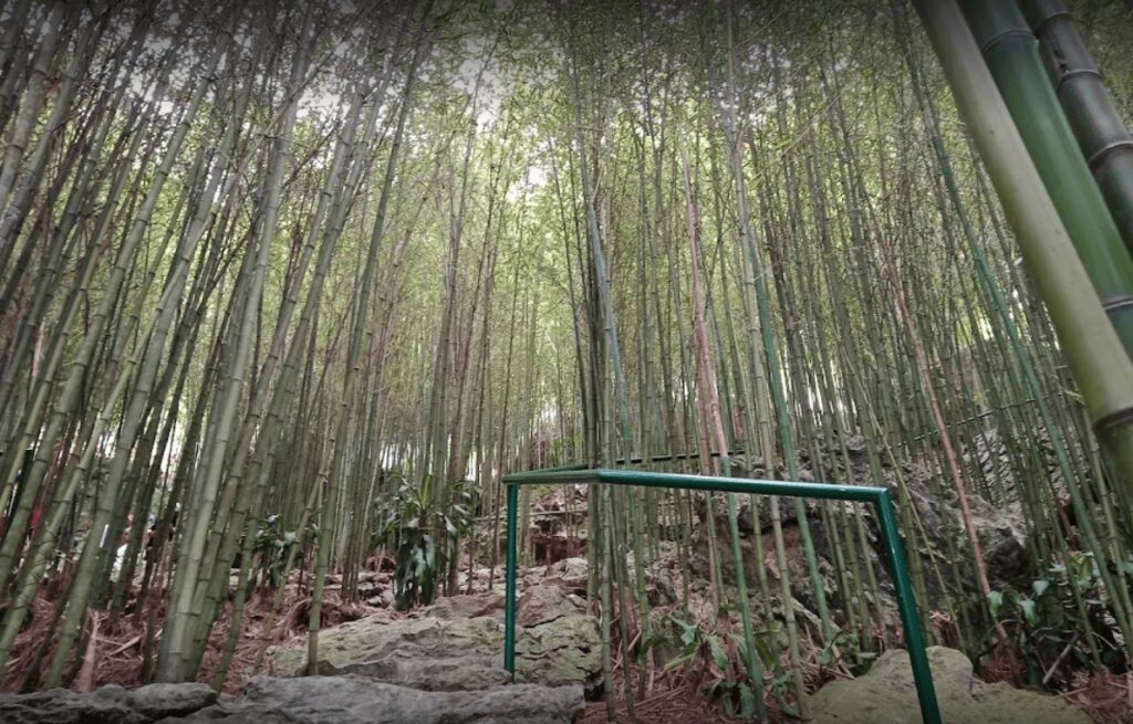 Mirador Arashiyama Bamboo Grove garden