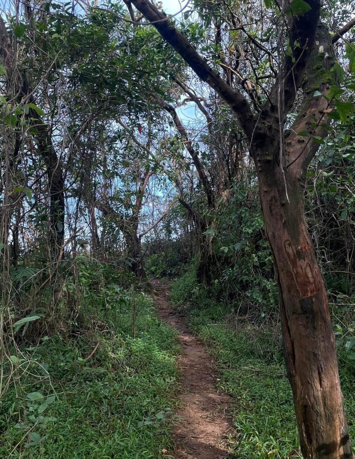 Mt. Kapigpiglatan Dayhike Guide